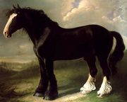 Old English Black Horse Reproduction