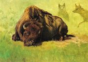 Bison with Coyotes in the Background Reproduction