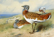 Great bustards Reproduction