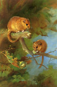 Dormice Reproduction