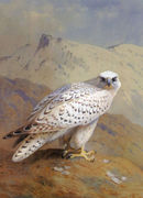 A Greenland, or Gyr Falcon Reproduction