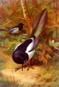 Magpies Reproduction