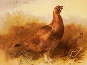 Cock Grouse Reproduction