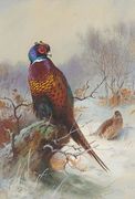 A Pair Of Pheasants 2 Reproduction