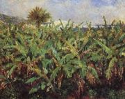 Field Of Banana Trees Reproduction