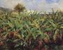 Field Of Banana Trees Reproduction