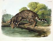 Felis Pardalis (Ocelot or Leopard-Cat) Reproduction