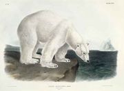 Ursus Maritimus (Polar Bear) Reproduction