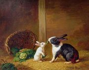 Two Rabbits Reproduction