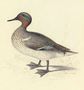 Study of a teal Reproduction