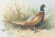 A pheasant Reproduction