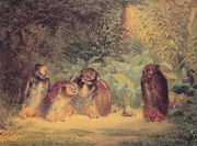 Owls Reproduction