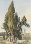 Cypresses at the Villa Albani Reproduction