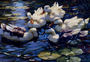 Five Ducks In A Pond Reproduction