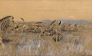 Herd of Zebra Reproduction