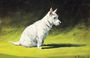 A West Highland Terrier Reproduction