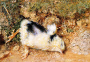 John Ruskin's dead chick Reproduction