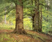 Beech Trees Reproduction