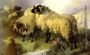 Highland Scene with Sheep and Grouse Reproduction