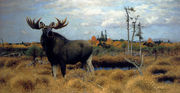 Elks In A Marsh Landscape Reproduction