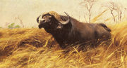 An African Buffalo Reproduction