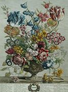 April, from 'Twelve Months of Flowers', by Robert Furber (c.1674-1756) Reproduction