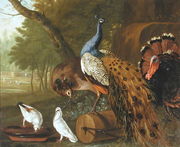 An Assembly of Birds in a Classical Park, 1719 Reproduction