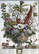 December, from 'Twelve Months of Flowers' Reproduction