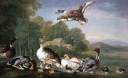 Wild Fowl Reproduction