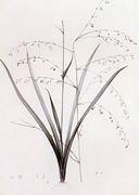 Anthericum Milleflorum Reproduction