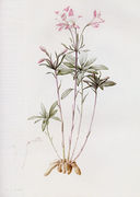 Alstroemeria Ligtu (or 