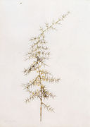 Asparagus Horridus Reproduction