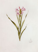 Gladiolus Laccatus Reproduction