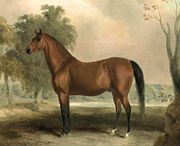 Bertrand, by Sir Archy 1830s Reproduction