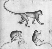 Apes (from the artist's sketchbook) c. 1430 Reproduction