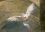 The Dove of the Holy Spirit Reproduction