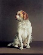 Portrait of a King Charles Spaniel Reproduction