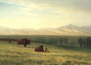 Buffalo on the Plains, c.1890 Reproduction