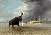 The 'Ma Roberts' and an Elephant in the Shallows, Lower Zambezi 1859 Reproduction