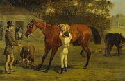 Saddling Reproduction