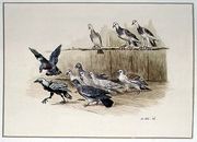 The Jackdaw and the Doves Reproduction