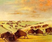 Buffalo Bulls Fighting in Running Season, Upper Missouri, 1837-39 Reproduction